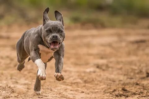 Unique pitbull names for males