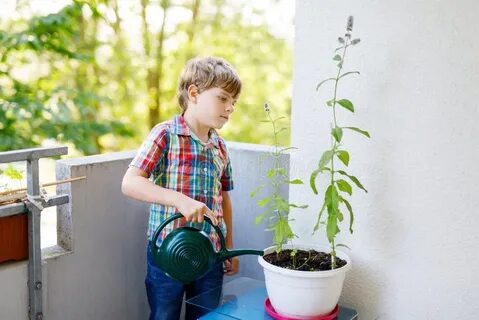 Boys plant