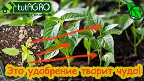 Чем подкормить перцы в августе в теплице