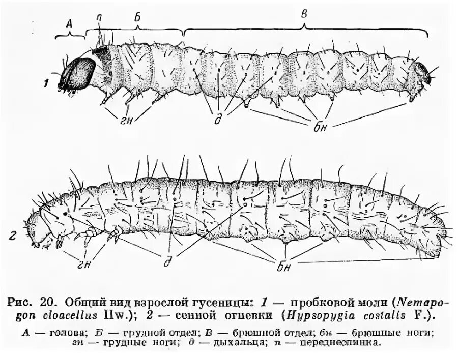 Строение моли. Строение личинки гусеницы. Внутреннее строение личинки бабочки. Личинка гусеница бабочки строение. Внутреннее строение гусеницы схема.