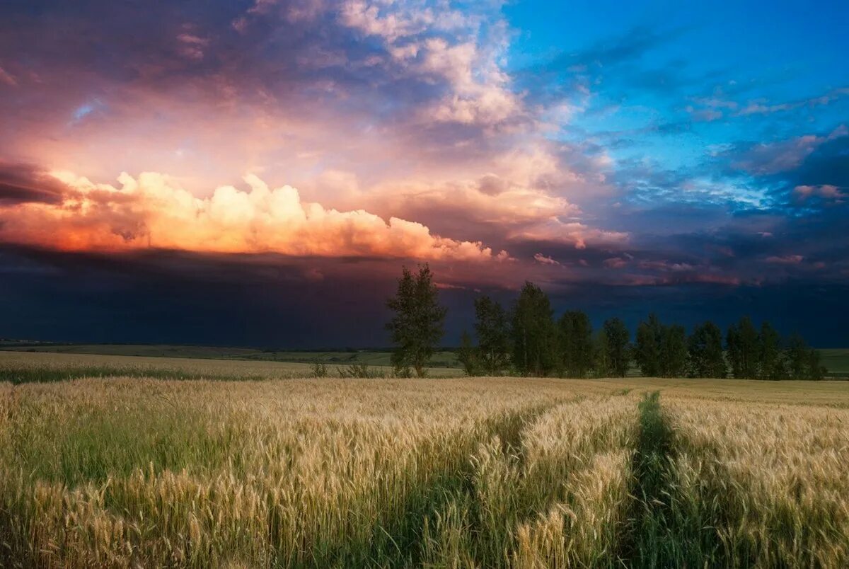 Шишкин рожь третьяковская галерея. Лазурь на поле. Закат в поле. Пустое поле. В полях сжали.