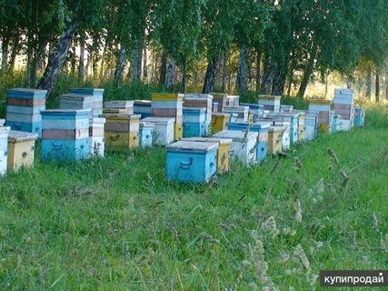 Пчелы белгородская область