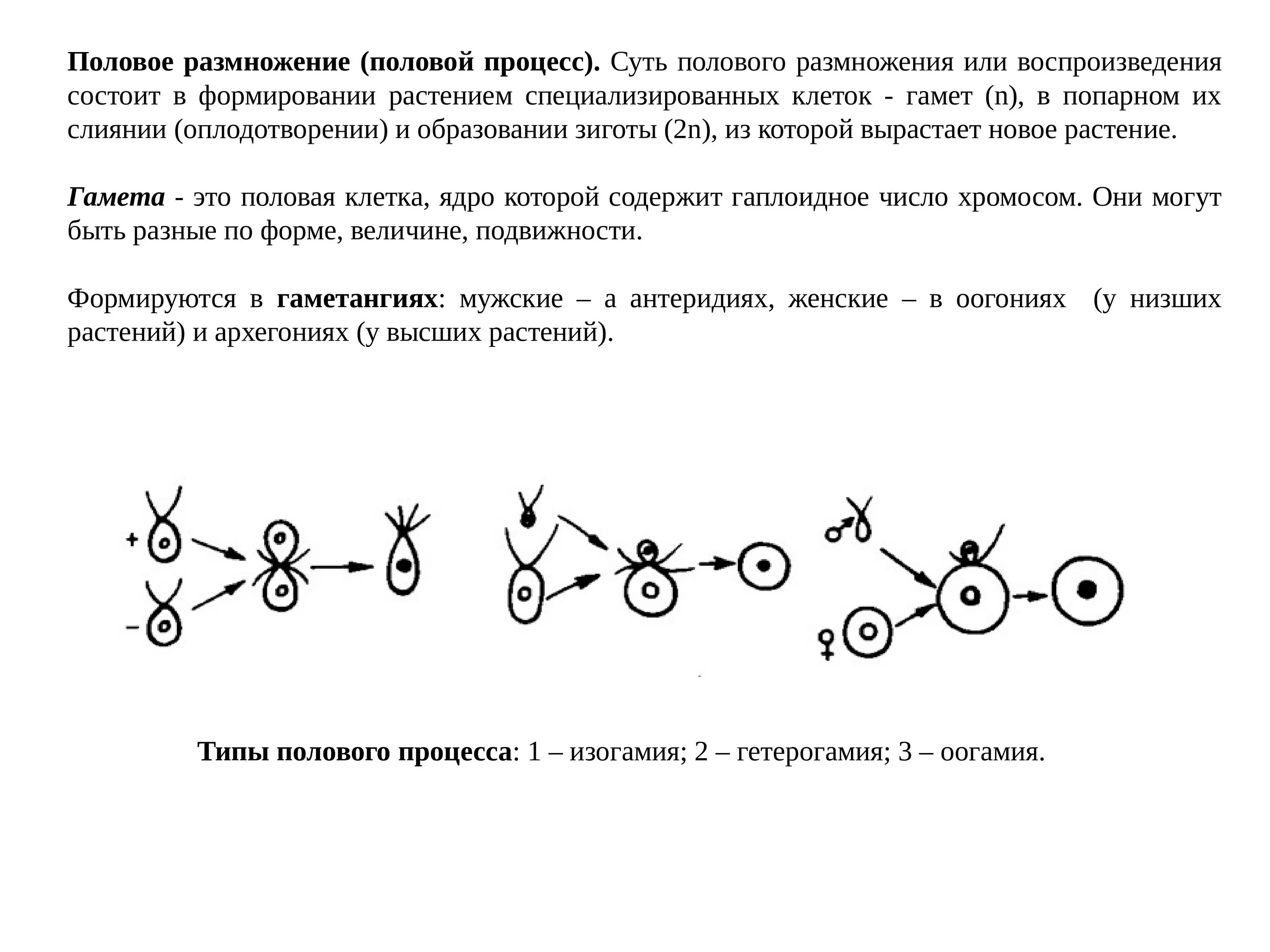 Половое размножение процесс. Половой процесс и размножение. Суть полового размножения. Суть процесса полового размножения.