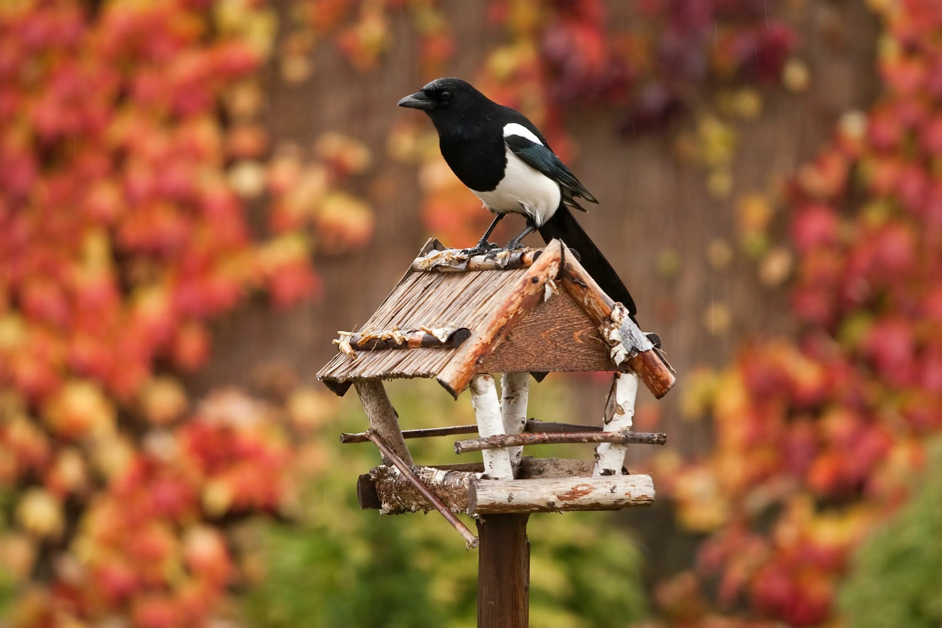 Fall bird. Сорока (осень). Птичья Костка. Сорока в осеннем саду. Кормушка для сороки.