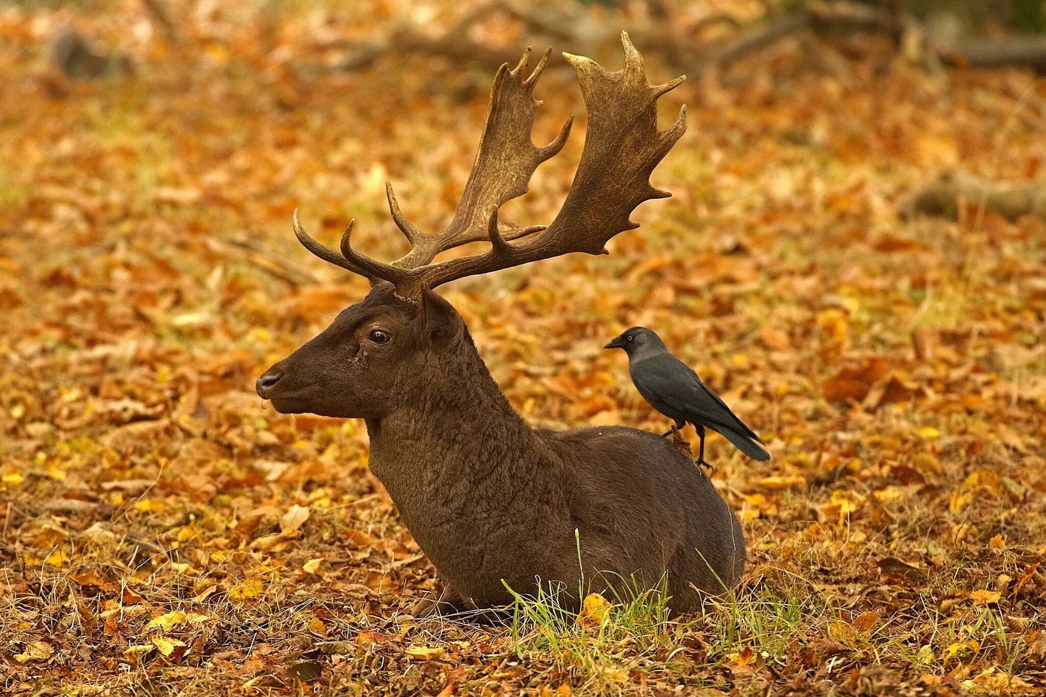 Осенний зверь. Олени. Ричмонд парк в Лондоне. Ричмонд парк птицы. Животные парка Ричмонд. Животные осенью.