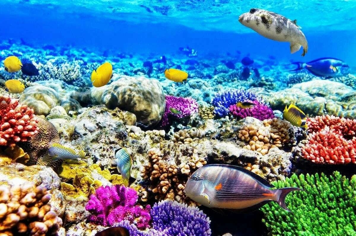 El coral. Риф Шарм-Эль-Шейх. Подводный риф Шарм-Эль-Шейх. Красное море риф Шарм Эль Шейх. Коралловый риф в Шарм Эль Шейхе.