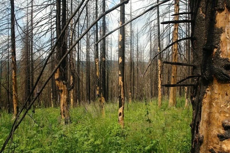 Изм лес. Восстановление леса после пожара. Деревья после пожара. Вторичный лес. Зарастание леса.