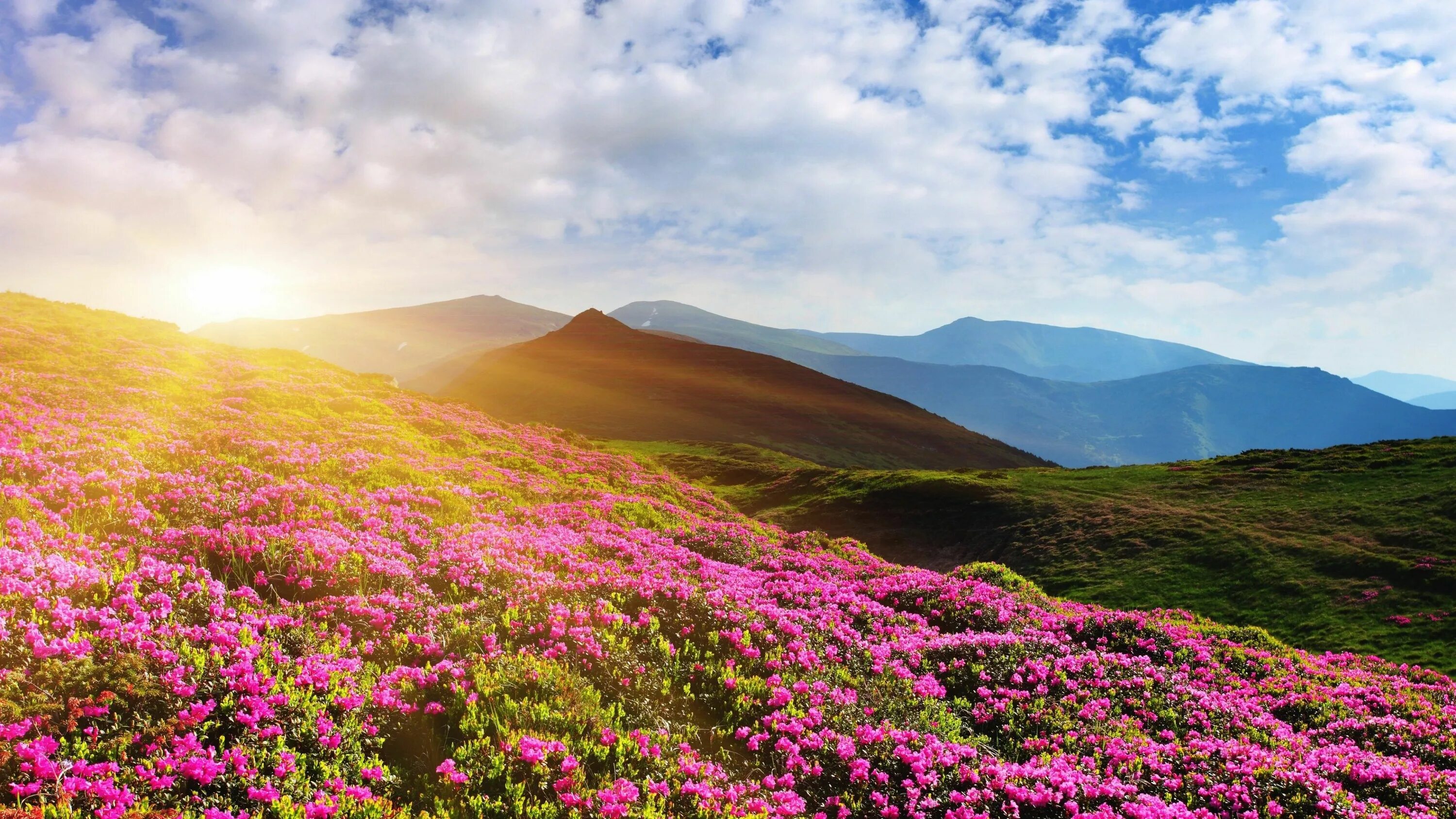 Холмы цветы. Флауэр монтейн. Цветочная Долина, Перуджа, Италия. Альпийские Луга Эльбруса. Индийский парк «Долина цветов».