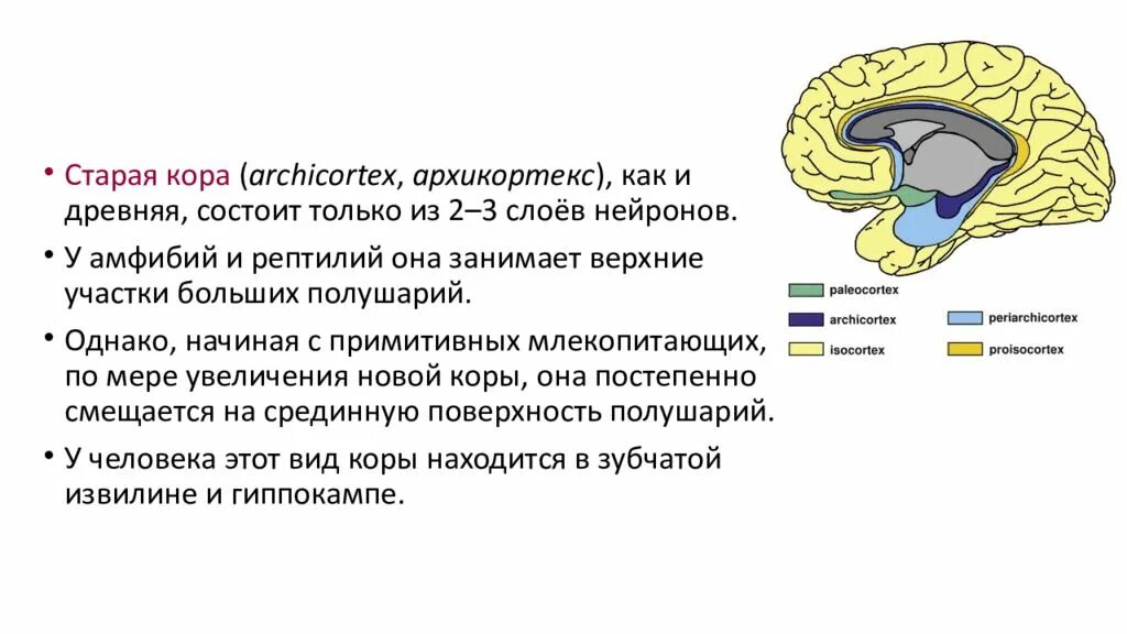 Архикортекс. Палеокортекс и неокортекс. Палеокортекс структуры. Неокортекс это простыми словами