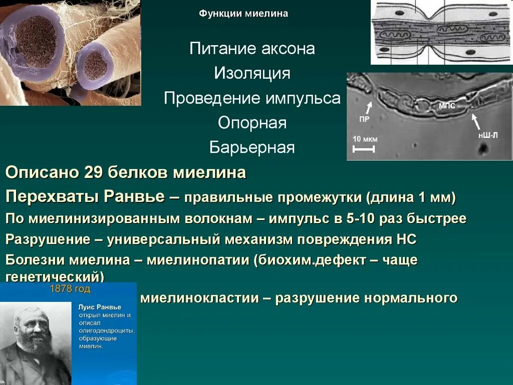 Миелиновая оболочка функции. Функция миелиновой оболочки аксона. Функции миелина. Перехват Ранвье функции.