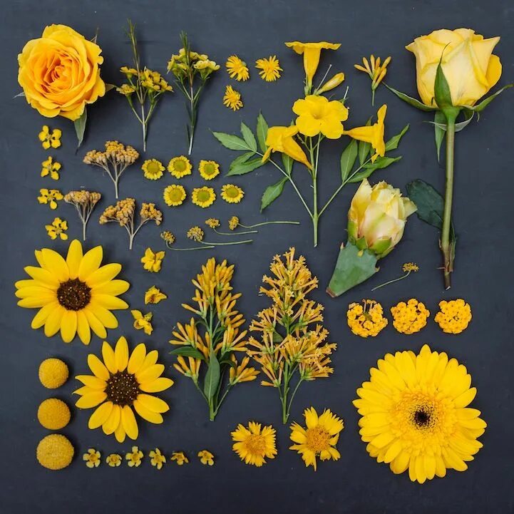 Как называется коллекция цветов. Emily blincoe «arrangements». цветы гербарий. гербарий из садовых цветов. желтый цветок гербарий.
