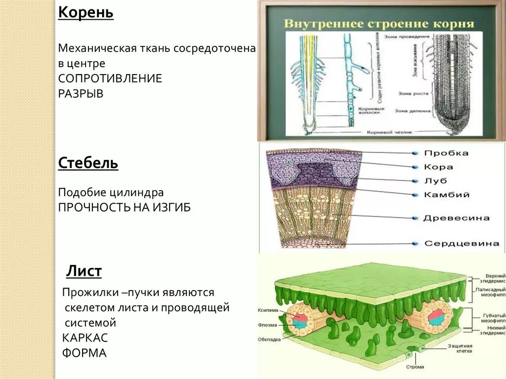 Формирование скелета растения ткань. Структура тканей корнейра тений. строение механической ткани корня. строение корня ткани. основная ткань корня.