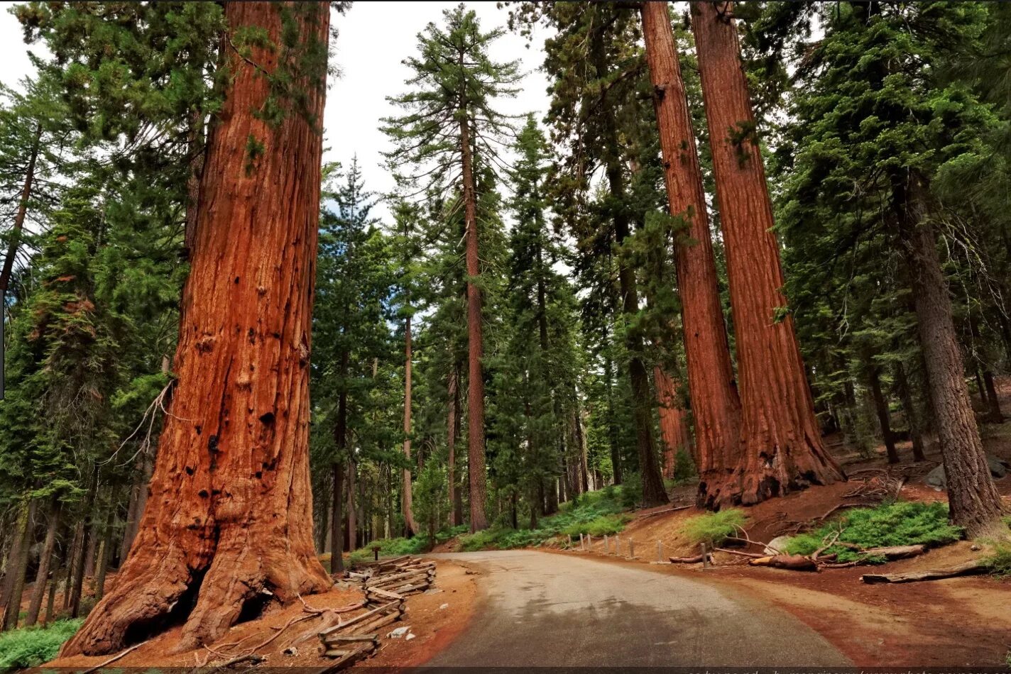 Sequoia park