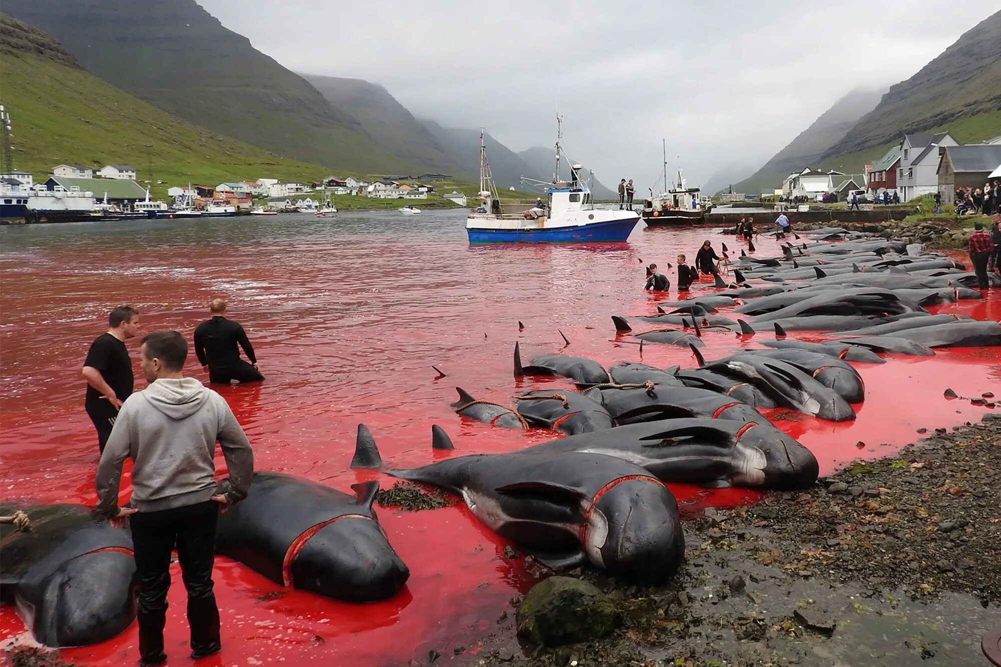 Племя сентинельцев. Китобойный промысел на фарерских островах. Остров где убивают. Остров где убивают. Остров где убивают.