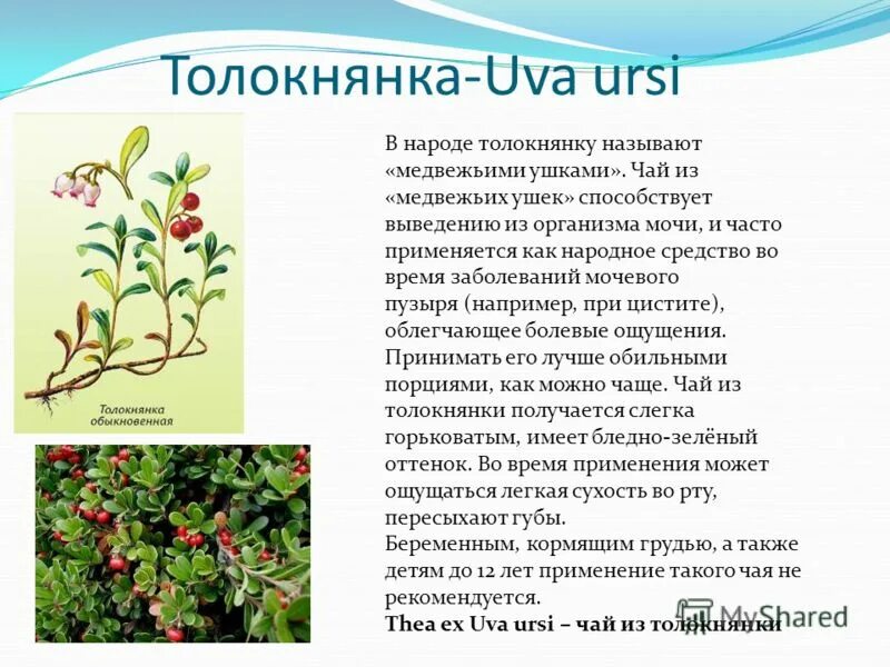 лист толокнянки форма выпуска. брусника обыкновенная (vaccinium vitis-idaea). толокнянка обыкновенная медвежье ушко. лекарственные травы толокнянка. трава толокнянка от чего.
