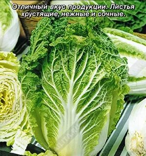 Капуста пекинская шанхай