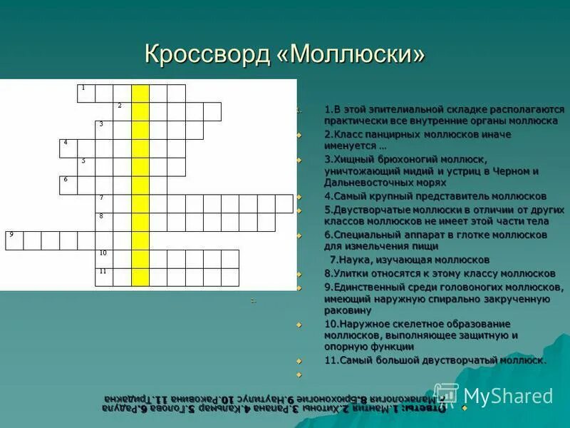 Кроссворд моллюски.