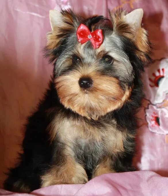 йоркширский терьер мини 3 месяца. йоркширский терьер щенок 4 месяца. йоркширский терьер щенок 3 мес. йорк терьер щенок 3 месяца. йоркширский терьер щенок 4 месяца.