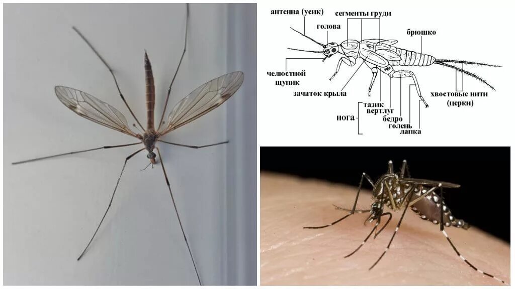 Малярийный комар строение. Малярийный комар долгоножка. Строение крыла малярийного комара. Москит Phlebotomus. Насекомое работающая на органы