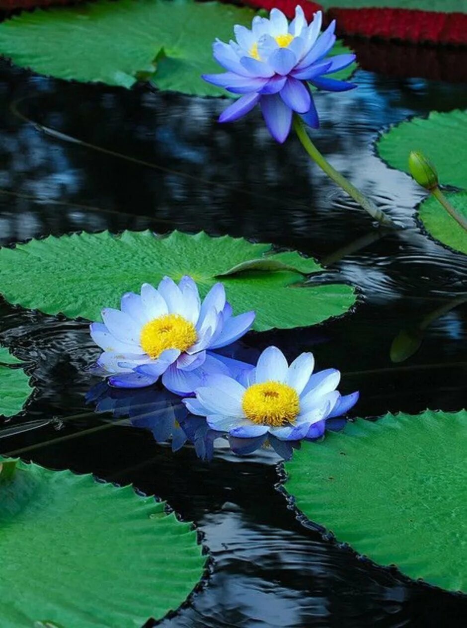 Цветы стоящие на воде. Эльтон кувшинки. Вода и растения. Лотос кувшинка. Цветковые растения в воде.