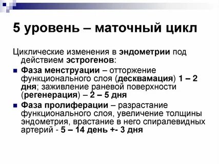 Фазой маточного цикла является