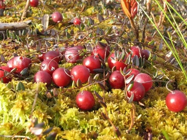 Клюква Веснянка. Клюква Болотная. Растение клюква Болотная. Клюква мелкоплодная. Известно что клюква болотная стелющийся кустарник