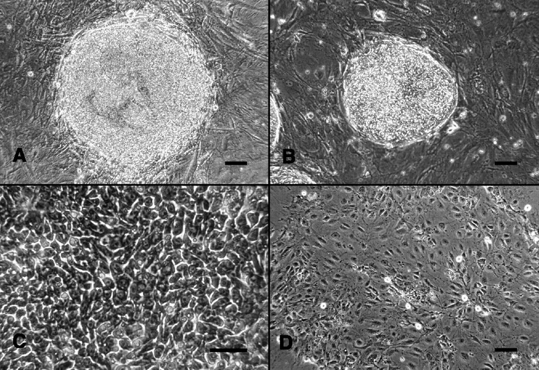 Mice cells