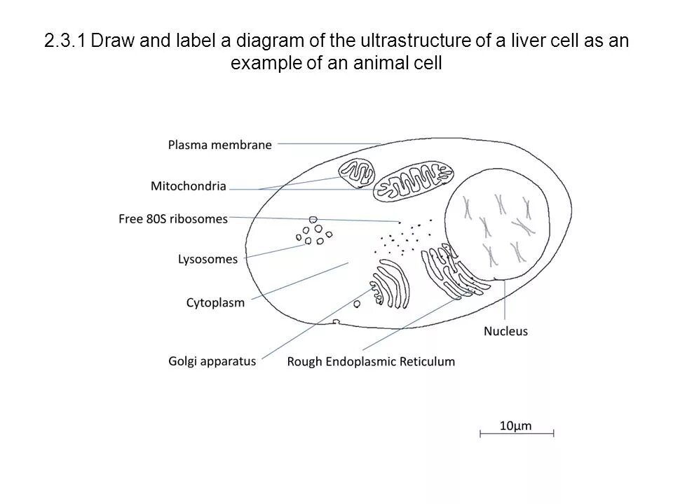 Изображение микроскопа. Draw a labelled diagram of a neuron. Labelled diagram. Дафния строение. Labelled diagram.