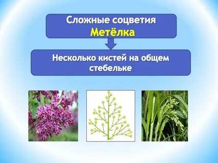 Сложные растения