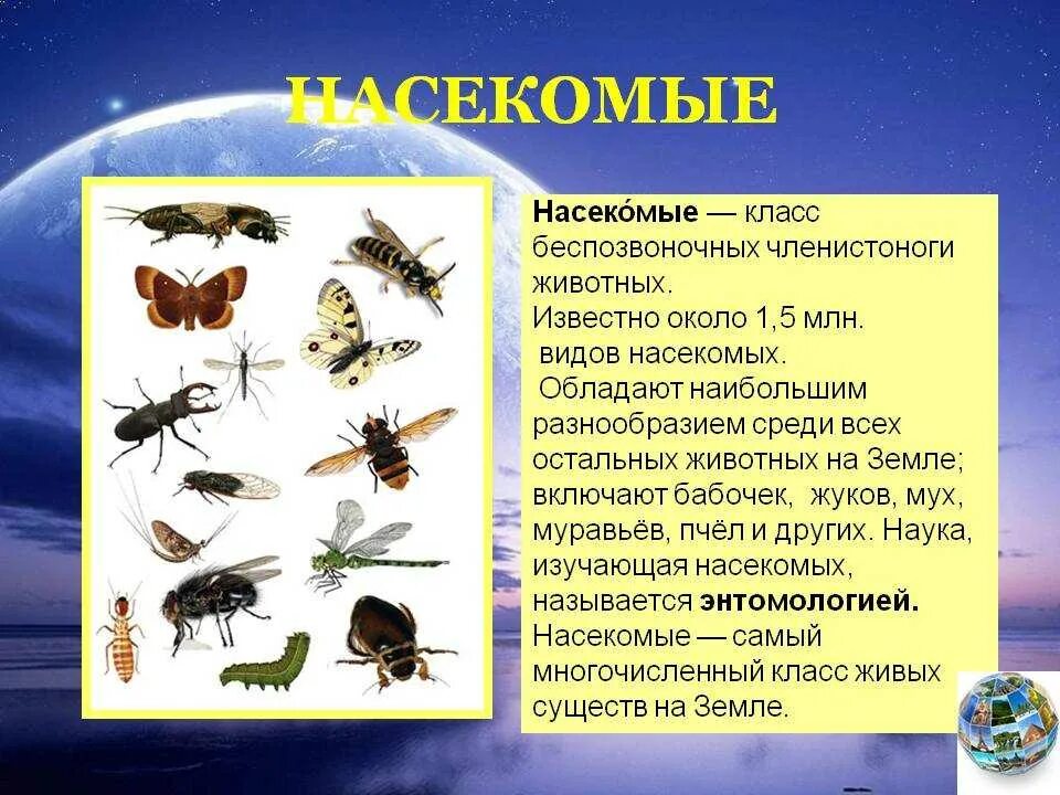 Многообразие видов насекомых. Класс животных насекомые. Информация о классе насекомых. Доклад о насекомых.