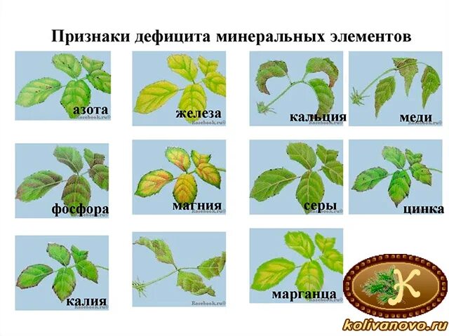 Как узнать дефицит. Как узнать дефицит