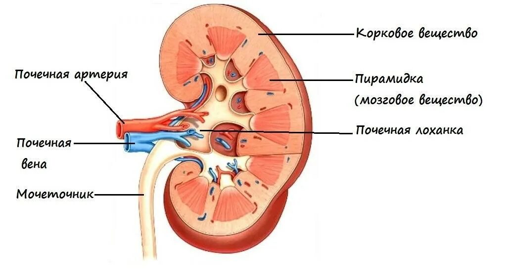 Почечная лоханка рисунок. Строение почки биология 8 кл. Строение почки ЕГЭ биология. Строение почки 8 класс биология. Строение почки человека 8 класс биология.