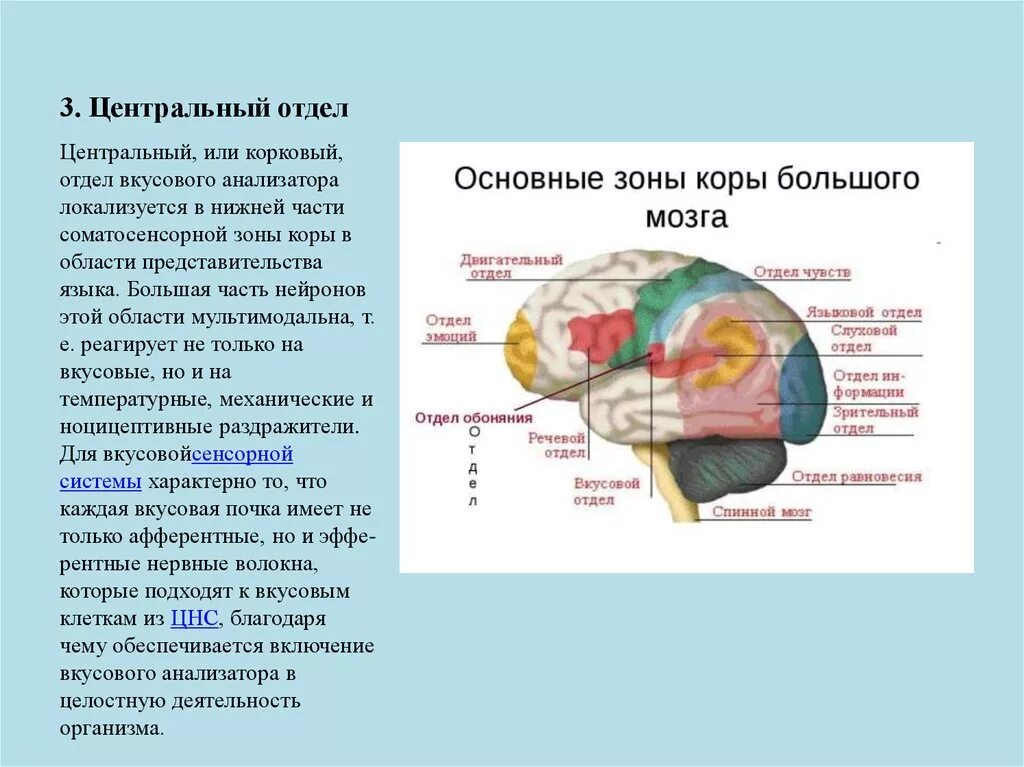 Зона коры больших полушарий обонятельного анализатора. Отдел головного мозга вкусового анализатора. Корковый отдел вкусового анализатора. Корковый центр вкусового анализатора. Центральный отдел вкусового анализатора.