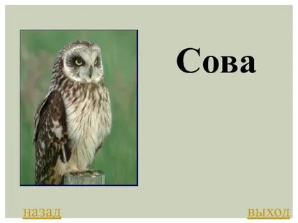 Филин выход серий