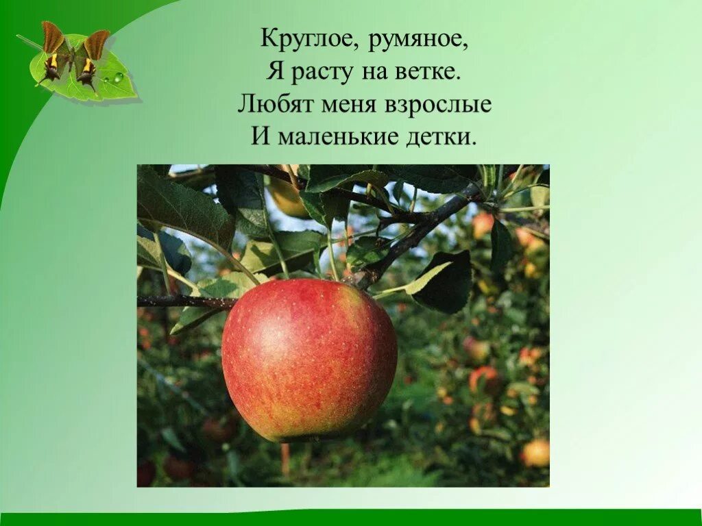 Плодоводство сообщение 4 класс. Загадки на тему плодоводство. плодоводство 3 класс. загадки на тему растениеводство. плодоводство это 3 класс окружающий мир.