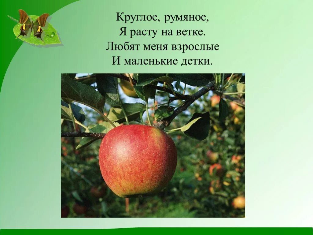 Яблоня какой класс. Плодоводство 3 класс. Плодоводство это 3 класс окружающий мир. Яблоня окружающий мир. Растениеводство 3 класс.