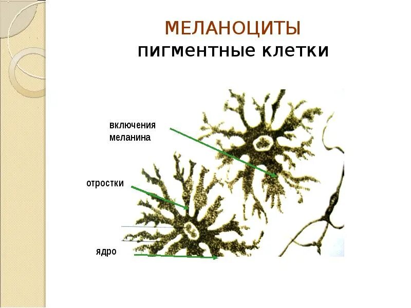 Пигментные клетки соединительной ткани. Пигментная соединительная ткань гистология. Пигментные включения в пигментных клетках меланоцитах. Пигментная соединительная ткань гистология. Пигментная клетка меланоцит.