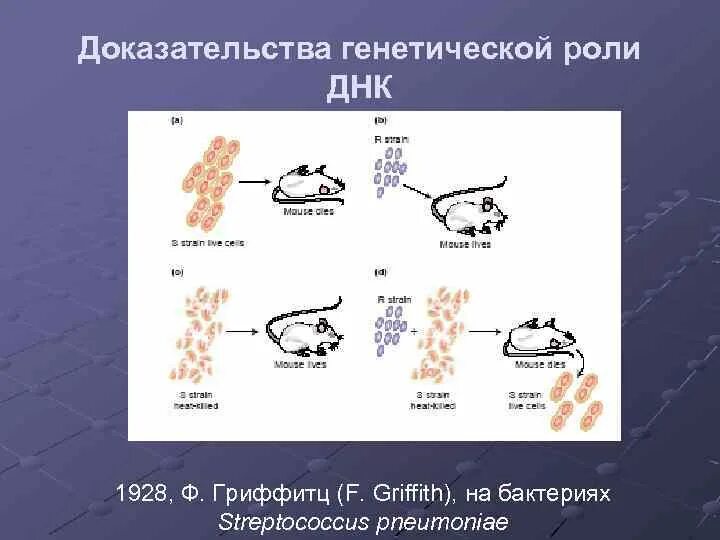 Курс по генетике. Доказательства генетической роли ДНК. Роль ДНК В наследственности. Доказательства роли ДНК В передаче наследственной информации. Косвенные доказательства генетической роли ДНК.