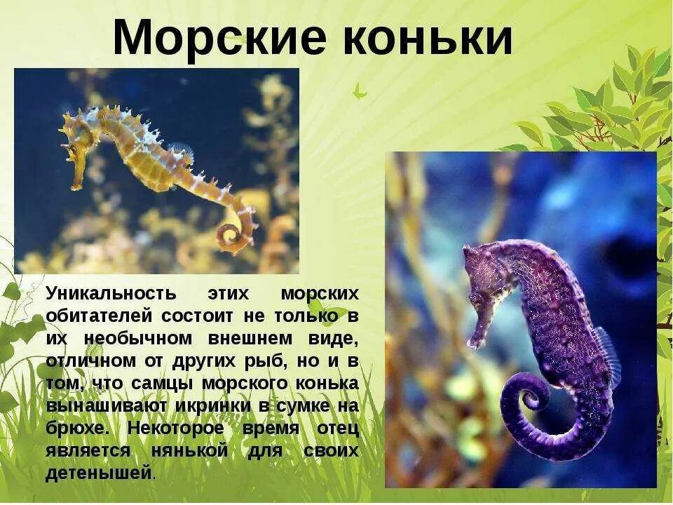 Интересные факты о морских коньках. Морской конек. Доклад про морских коньков. Проект про морского конька. Обитатели морей сообщение