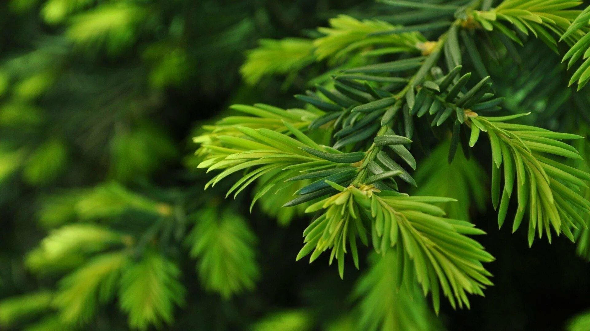 Ч хвойные. Кедр пихта можжевельник. Араукария хвойные. Verde Pino Сосновая хвоя. Туя и пихта.