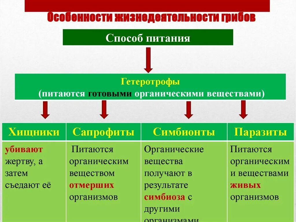 Питание грибов 6 класс биология. Схема способы питания грибов. Гетеротрофное питание грибов. Питание грибов 5 класс биология.