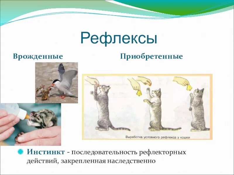 Высшая нервная деятельность