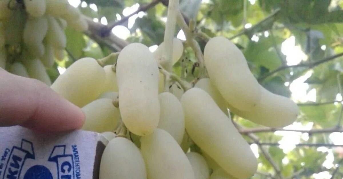 Виноград дамские пальчики (Хусейн). Виноград дамские пальчики Узбекистан. Кишмиш дамские пальчики. Виноград Узбекистан Дамский пальчик белый.