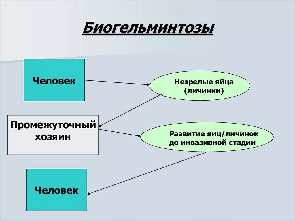 Биогельминтозы классификация. Биогельминтозы человека. Геогельминтозы и биогельминтозы примеры. Биогельминтозы схема передачи. Биогельминтозы