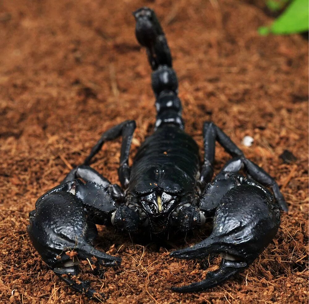 Скорпион паукообразное животное. Heterometrus cyaneus. heterometrus longimanus. heterometrus spinifer. гвинейский императорский скорпион.