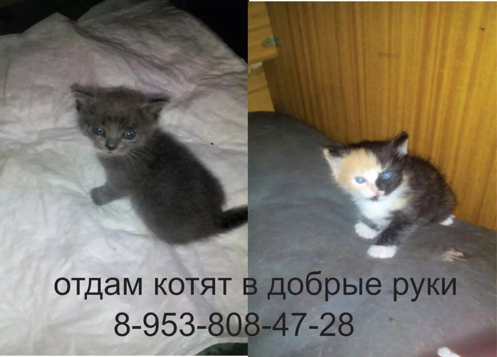 Объявление о щенках в добрые руки. Номера телефонов добрые руки. Трогательные объявления о пристройстве щенков. Объявление отдам щенков. Черный котенок и надпись.