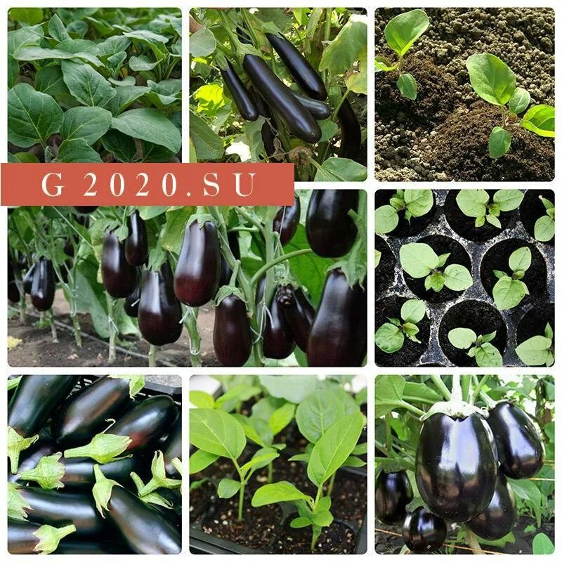 Баклажаны семена на рассаду. Сажаем баклажаны на рассаду. Посев баклажанов. Рассада баклажан. Посадка баклажан в открытый грунт рассадой.