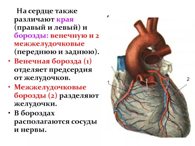 Граница между предсердиями и желудочками
