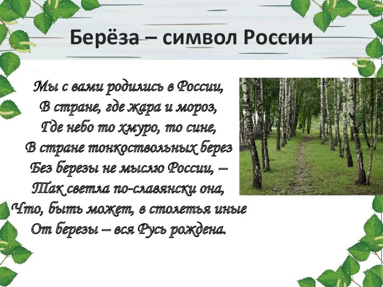 Береза в странах растет береза. Стих про березу. Береза символ России. Береза символ. Стих про березу для детей.