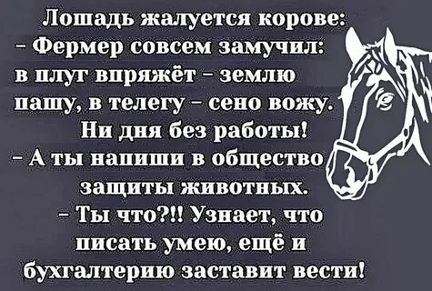 Анекдоты лошади